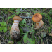 Мицелий Паутинника браслетчатого / Паутинник красный (Cortinarius armillatus)